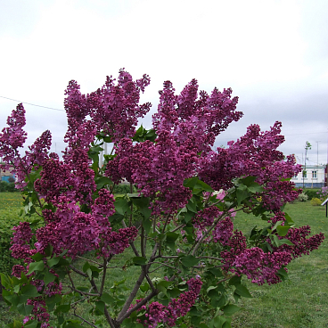 Сирень обыкновенная Авиатор