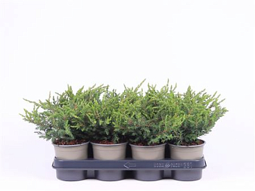 Juniperus Comm Repanda