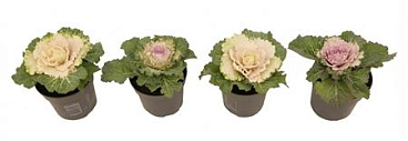 Brassica Smooth Mix