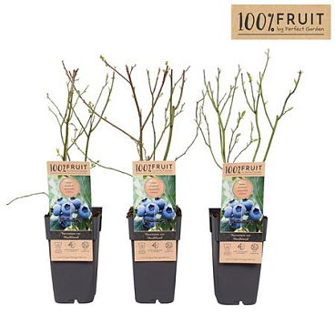 Vaccinium Cor Northland
