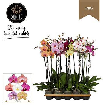 Phal 2st Oro Mix 16+ (бонито)