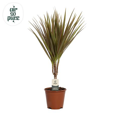 Drac Bicolor 15cm Stem