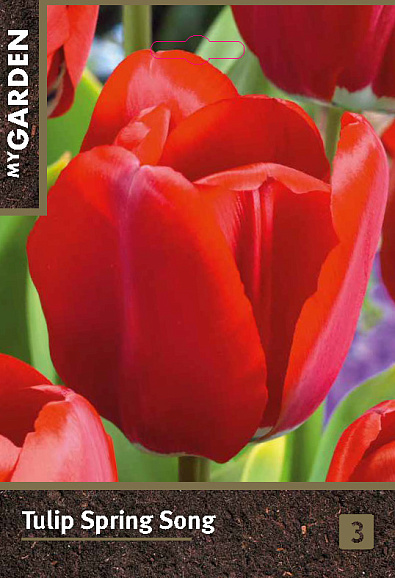 Тюльпан дарвинов гибрид Спринг Сонг