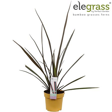Phormium Sundowner