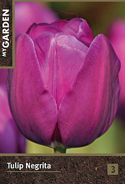 Тюльпан триумф Негрита