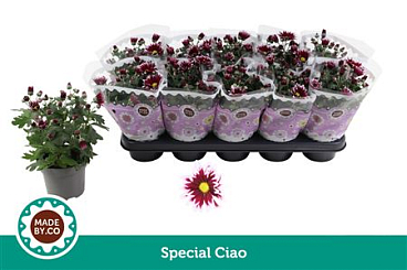 Chrys Special Ciao