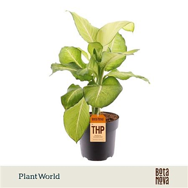 Dieffenbachia Tropic Marianne