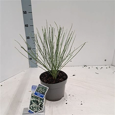 Cytisus Preacox Albus