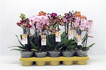 Phal 2-5st Multi Mix 22+ (phalaenova)