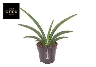 Sansevieria Tiara Grand Gazelle