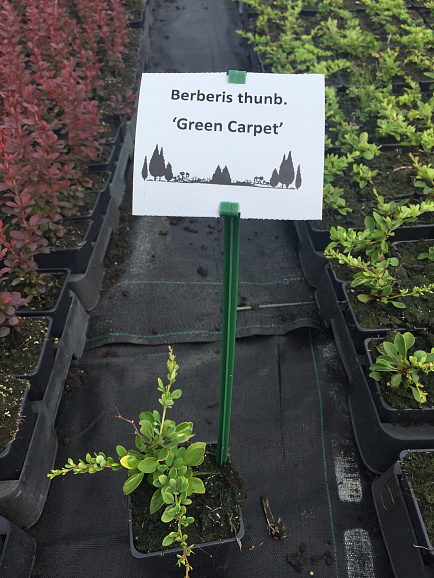Барбарис тунберга Грин Карпет