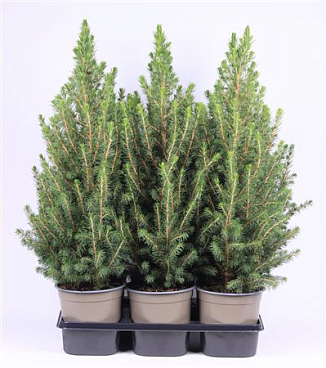 Picea Glauca December