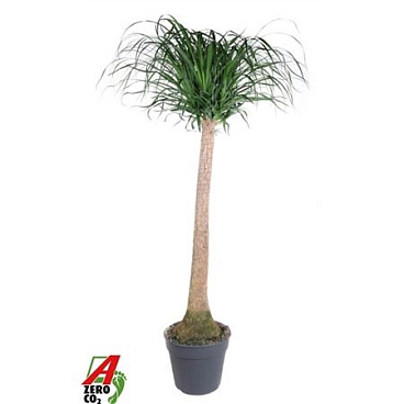 Beaucarnea On Stem