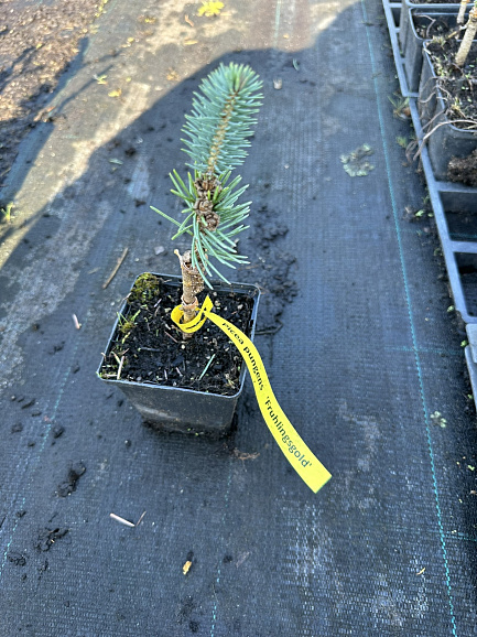 Ель колючая Фрахлинг Голд