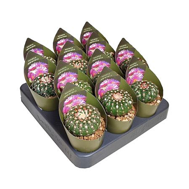 Notocactus Uebelmannianus Potcover