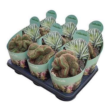 Lobivia Arachnacantha Crestata Potcover