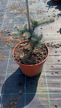 Ель колючая Биалобок