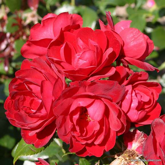 Роза флорибунда Милано