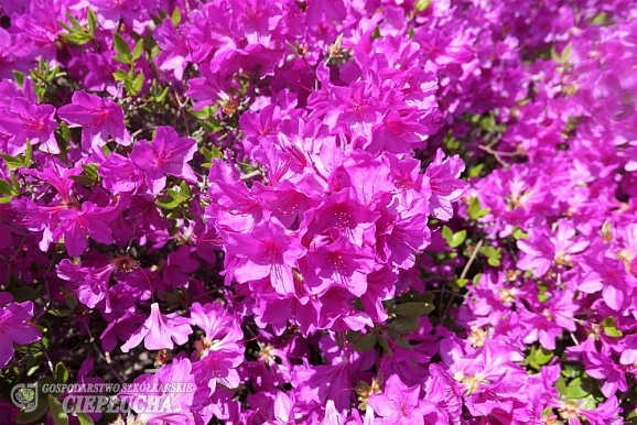 Азалия японская Орлис