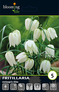 Рябчик шахматный Альба | Оптовая цветочная компания «Флора Групп» Рябчик шахматный Альба