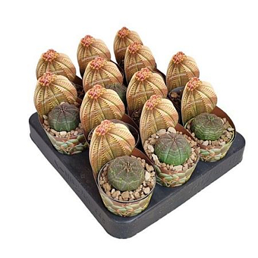 Euphorbia Obesa Potcover