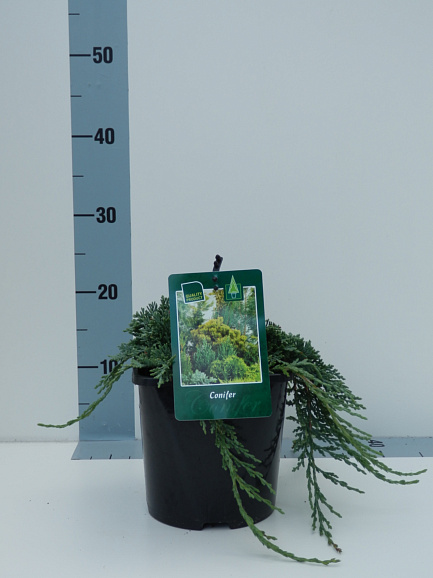 Можжевельник горизонтальный Айси Блю