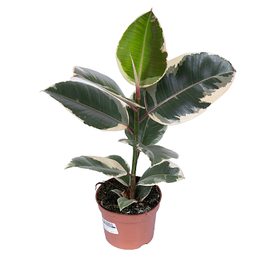 Фикус эластика Тинеке | Оптовая цветочная компания «Флора Групп» Фикус эластика Тинеке