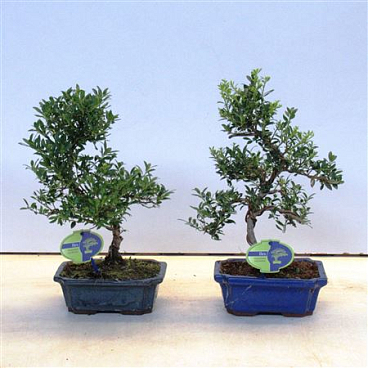 Bonsai Ilex Crenata,