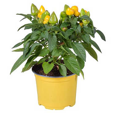 Capsicum An Samba Yellow