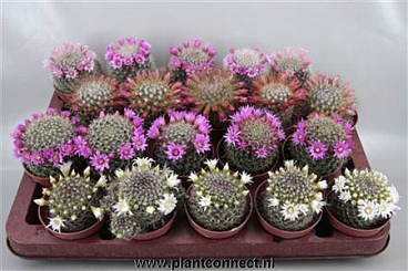 Mammalaria Mix Flowering