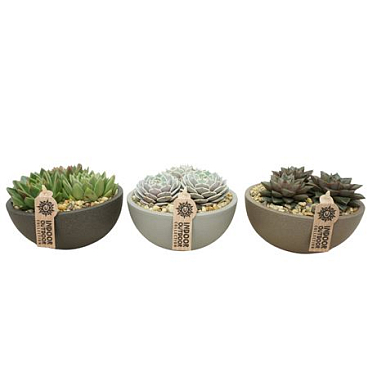 Moonschaal 18  Echeveria Beplant (3 Assorti)