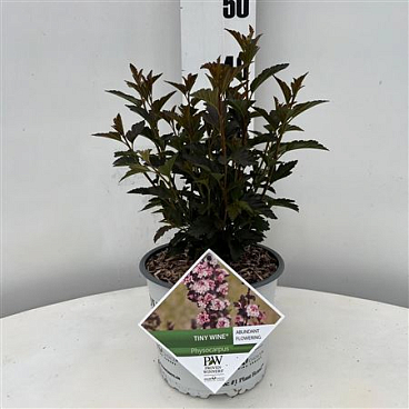 Physocarpus Op Tiny Wine