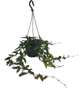 Hoya Rosita Hangpot