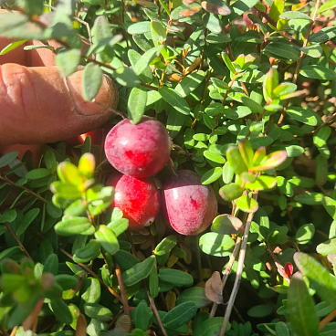 Клюква крупноплодная Эрли Блэк | Оптовая цветочная компания «Флора Групп» Клюква крупноплодная Эрли Блэк