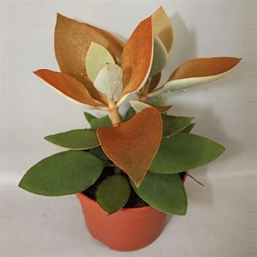 Kalanchoe Orgyalis