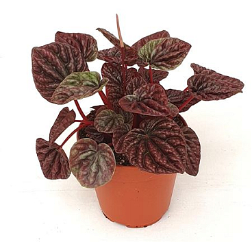 Peperomia Caperata Luna Red