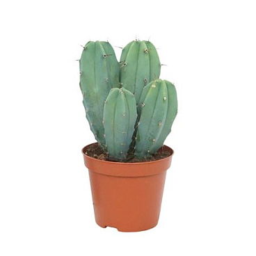 Myrtillocactus Geometrizans 8,5 Cm