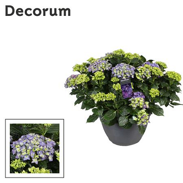 Hydrangea Ma Blue 25+ (decorum)