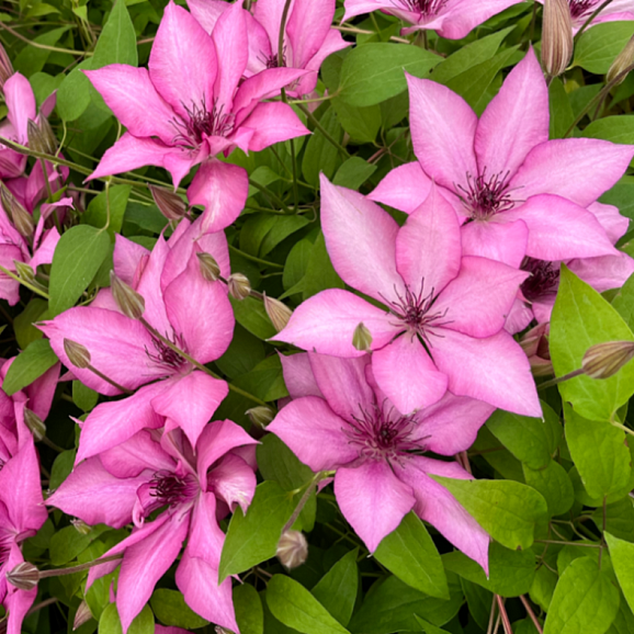 Клематис гибридный Жизель