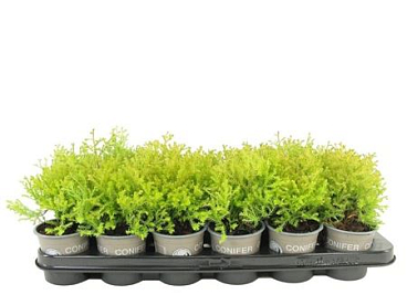 Thuja Occ Rheingold