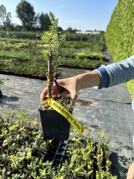 Пихта корейская Ауреа