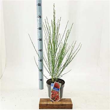 Cytisus Preacox Boskoop Ruby