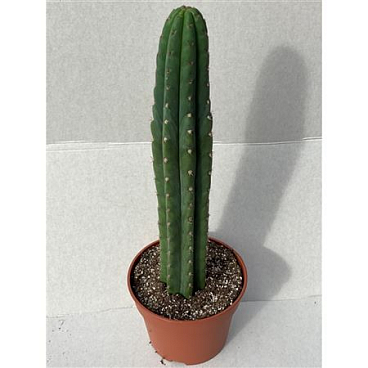 Echinopsis Pachanoi