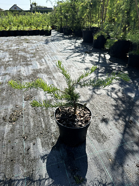 Лиственница кемпфера Диана