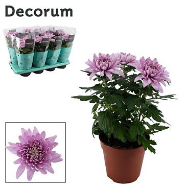Chrys Zembla Pink 3pp (decorum)