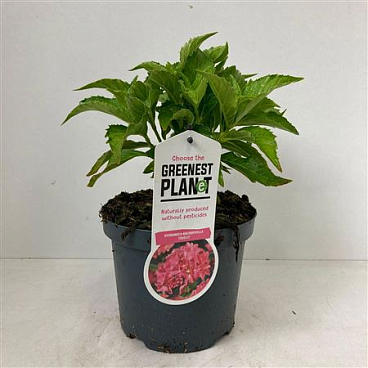 Hydrangea Ma Tovelit