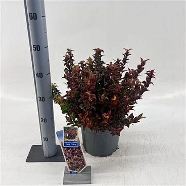 Leucothoe Axillaris Curly Crazy