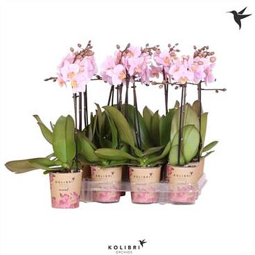 Phal Kolibri 1st Pink 10+ (ok)