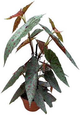 Begonia Amphioxus X Malachostica