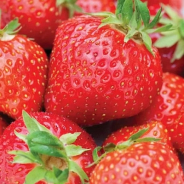 Земляника Анаис